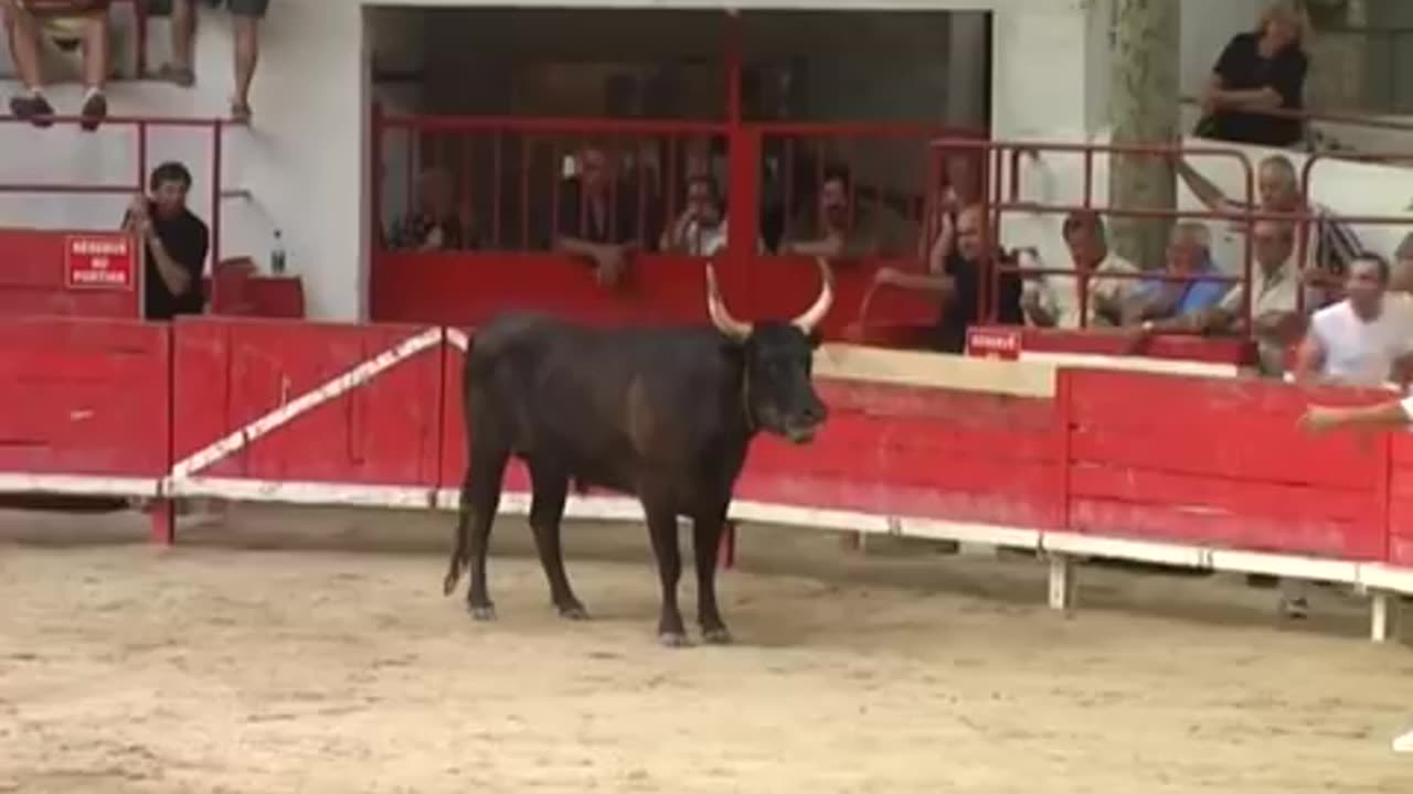 French Bullfighting Without blood. Without blood. The bull always returns alive to the field.