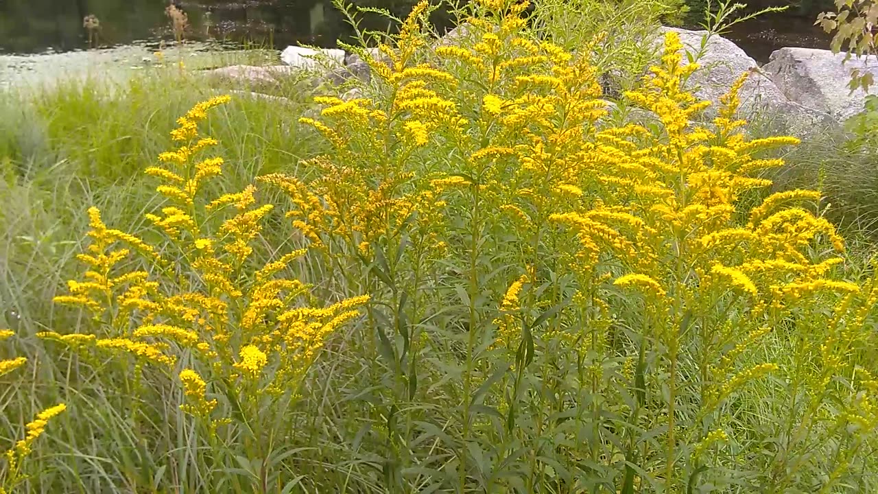 Goldenrod