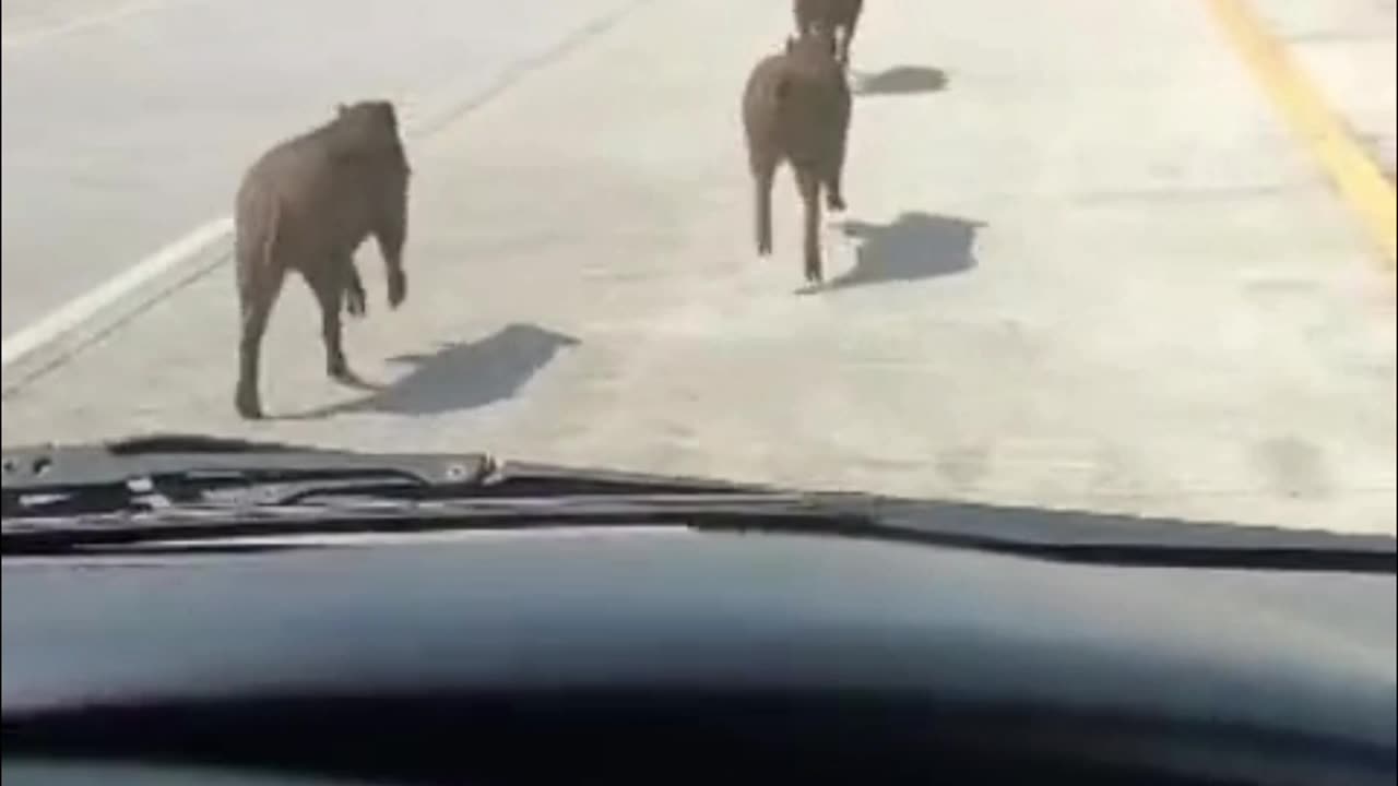 funny moment 3 pigs enter the toll road