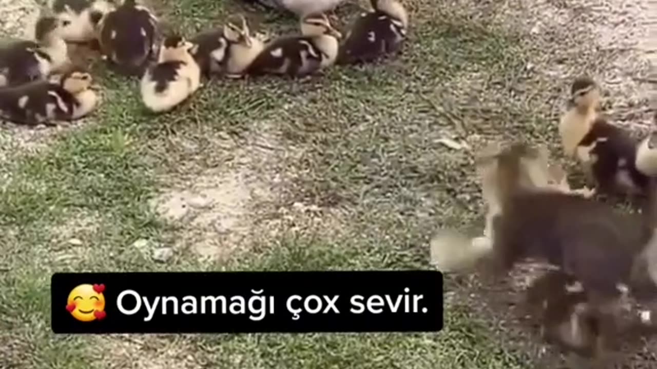 # funny animal videos