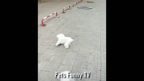 🤣 Funniest 🐶 Dogs and 😻 Cats - Awesome Funny Pet Animals' Life Videos 😇 Pets Funny TV