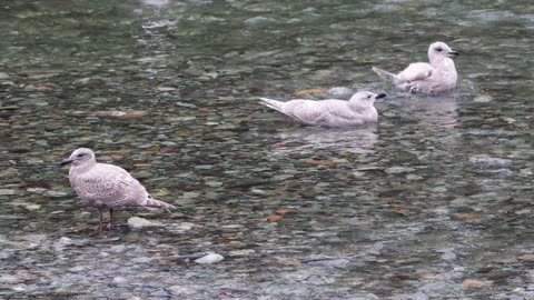 Glaucous-Winged Gull