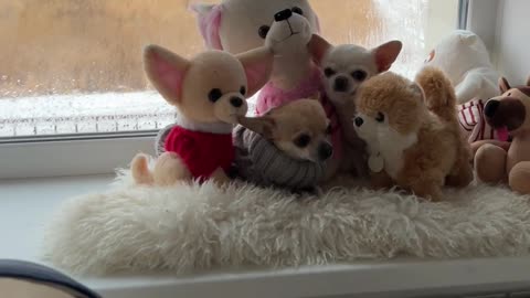 Pups Pose as Plush Toys