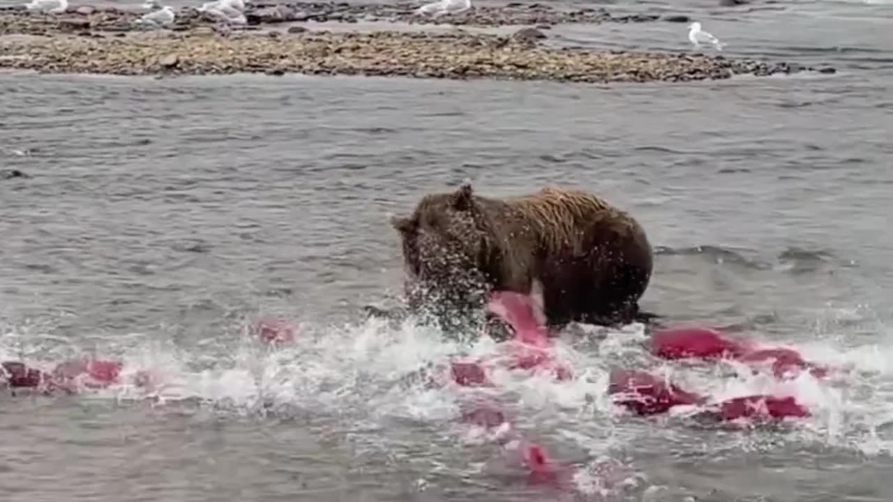 Red Fish Hunting