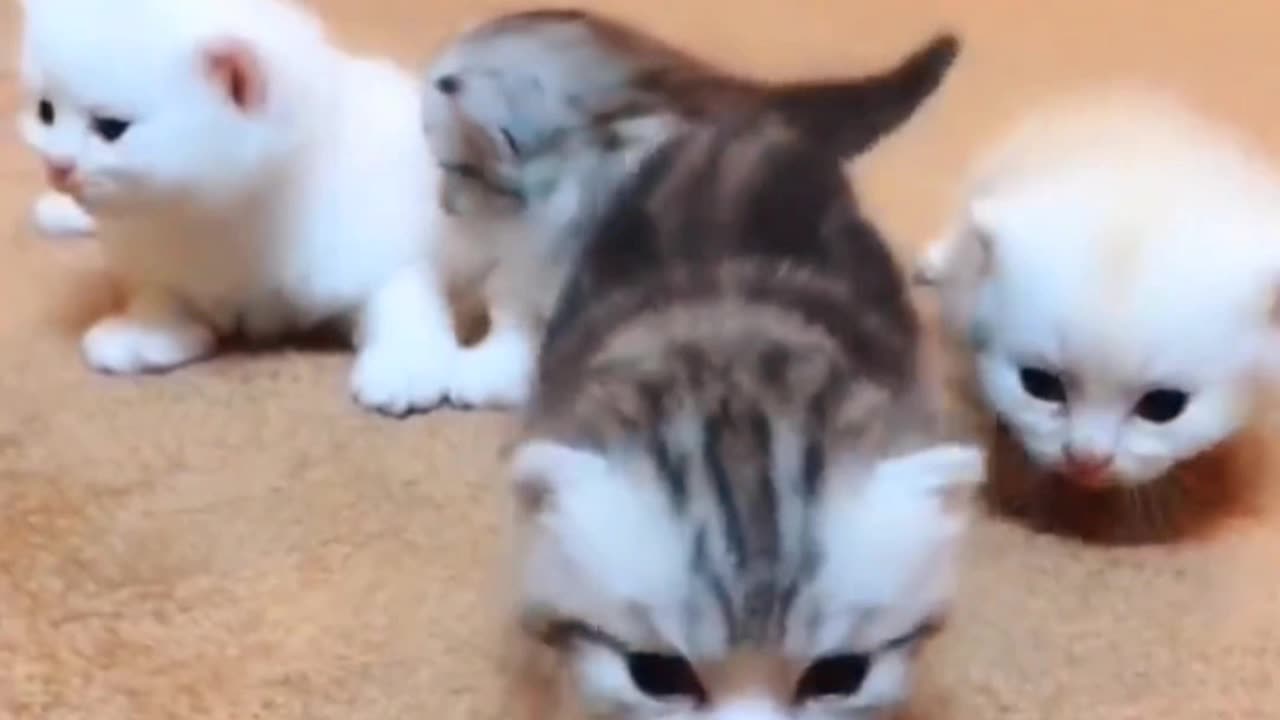 "Tiny Kittens Take Their First Adorable Steps – A Journey of Cuteness Begins!"