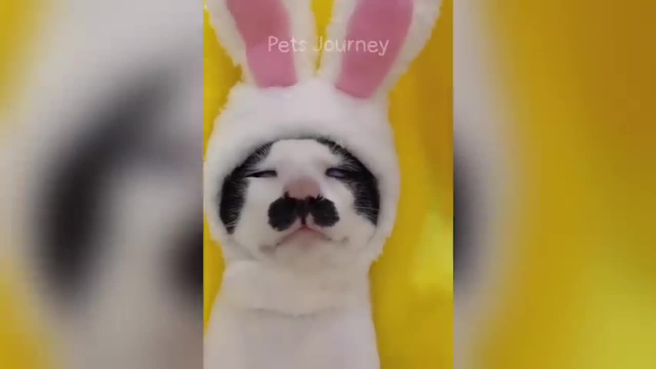 Funny pets