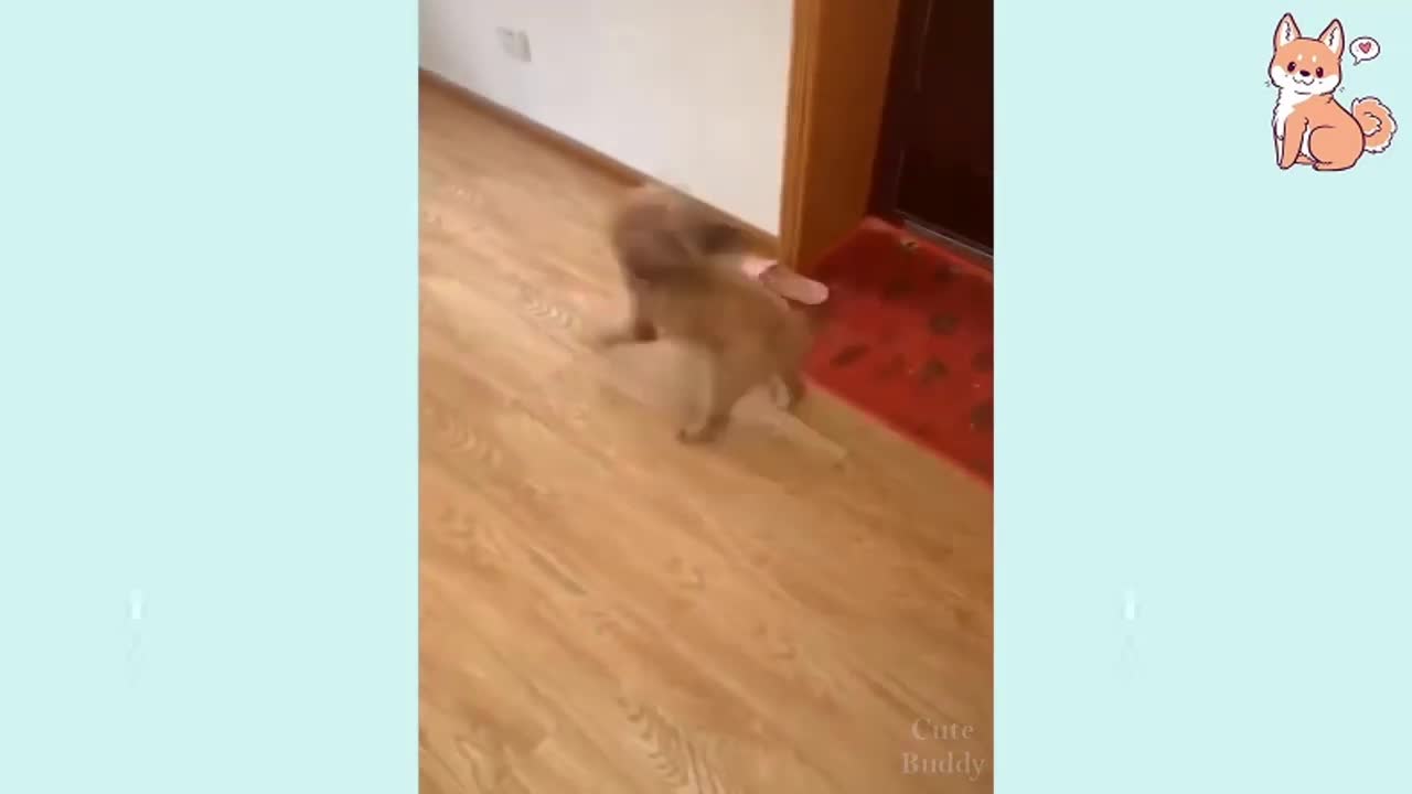 Cute Puppy plays with Slippers 😂