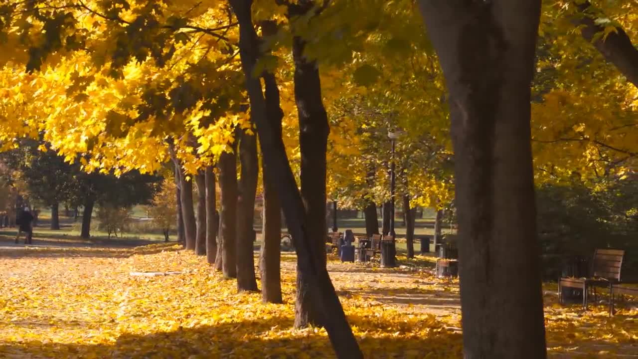 Enchanting Autumn Forests with Beautiful Piano Music