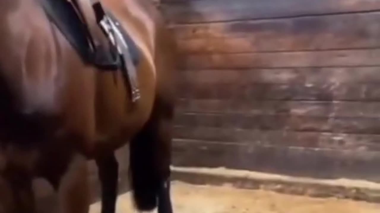 Weee😺🐶🐴 Funny Animals - #shorts #funnyanimals #wee #tiktok