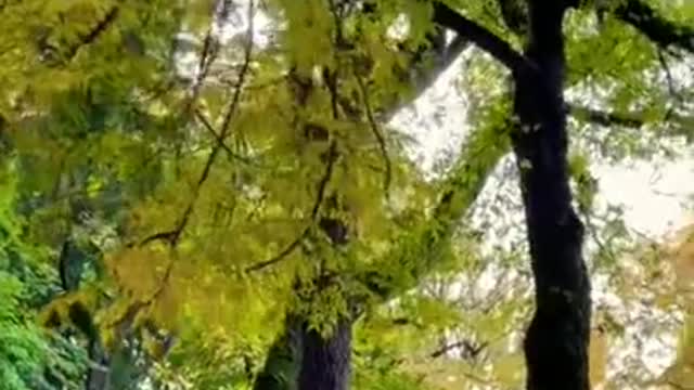 as falling leave