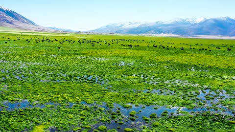 Beautiful swamp