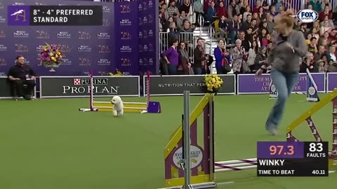 WKC Dog Show moments