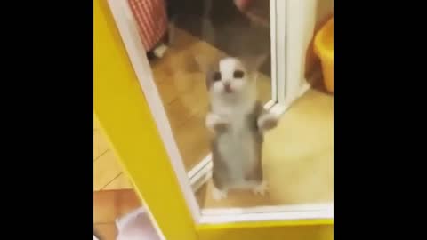 Videos of Cute and Funny Cats to Make You Smile!