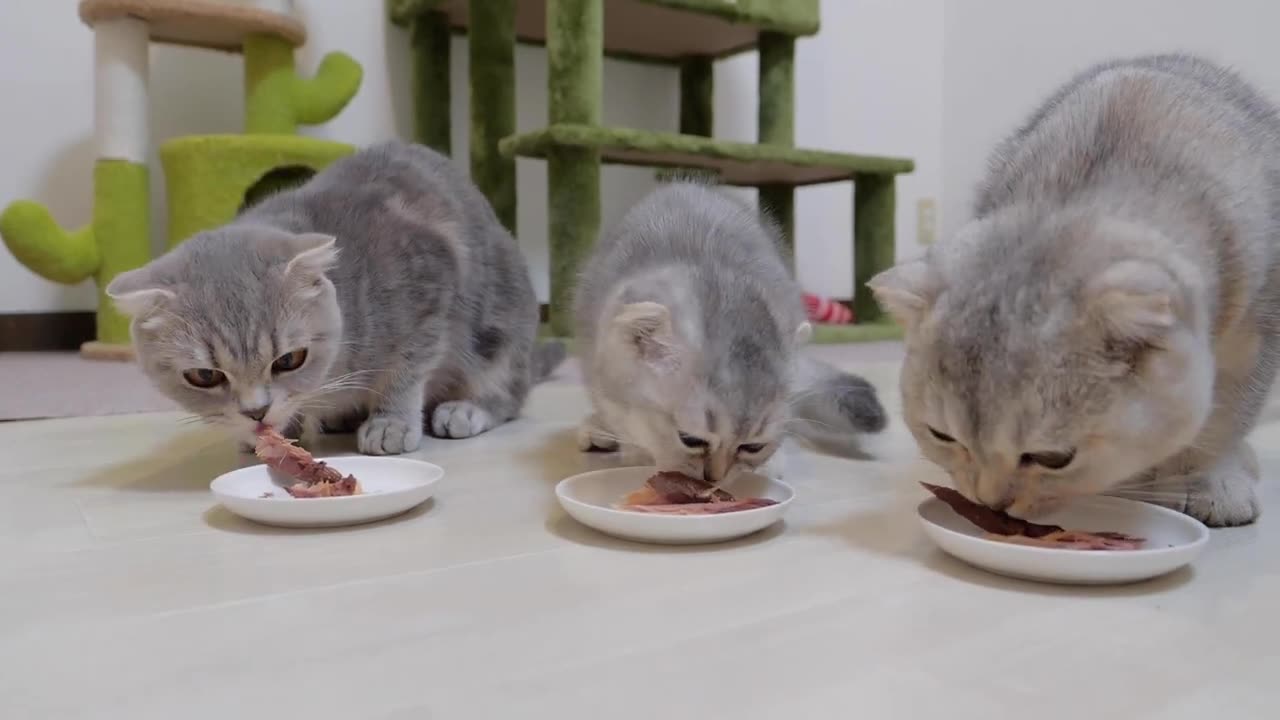New Kitten will go to her foster parents - 2024