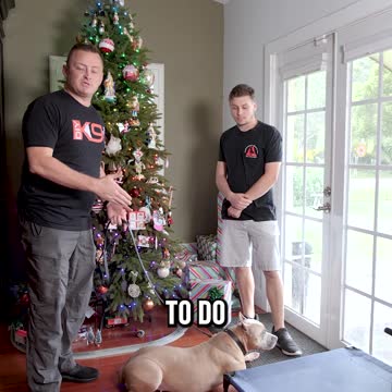 3 Pro Tips for Christmas Guests