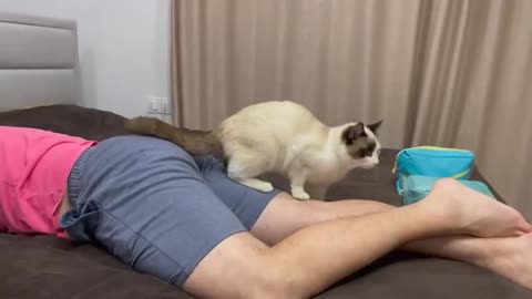 Dad's cat massage therapy