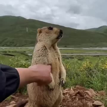 marmot compilation || Cute 😍😍 #shorts