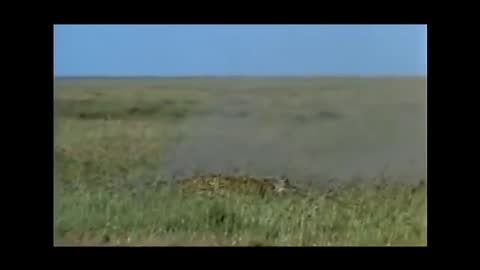 Amazing Cheetah Chase Compilation-19