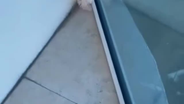 Funny Pet Tiktok Trending 2021