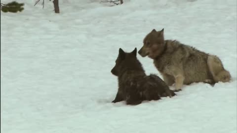 Two wolves in the snow