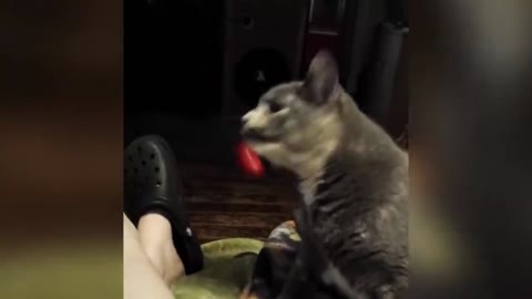 Cat's funny 🤣