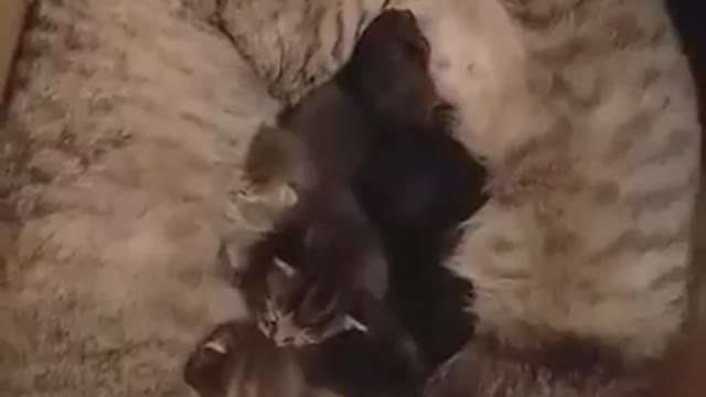 Family of cats going to sleep