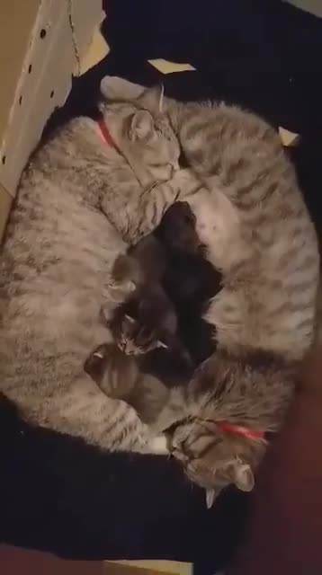 Family of cats going to sleep