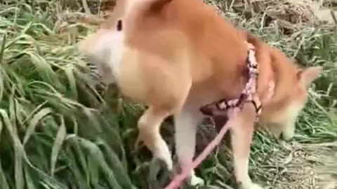 Funny Dogs