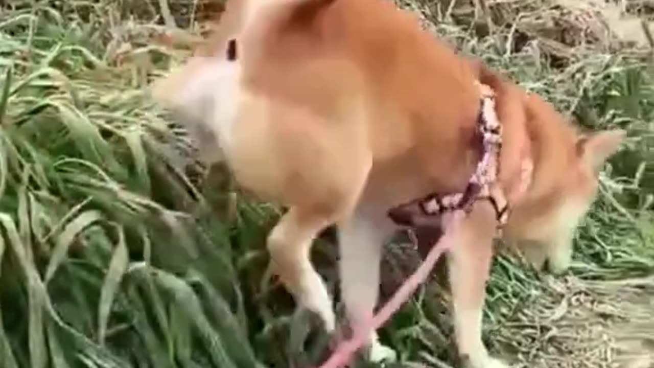 Funny Dogs