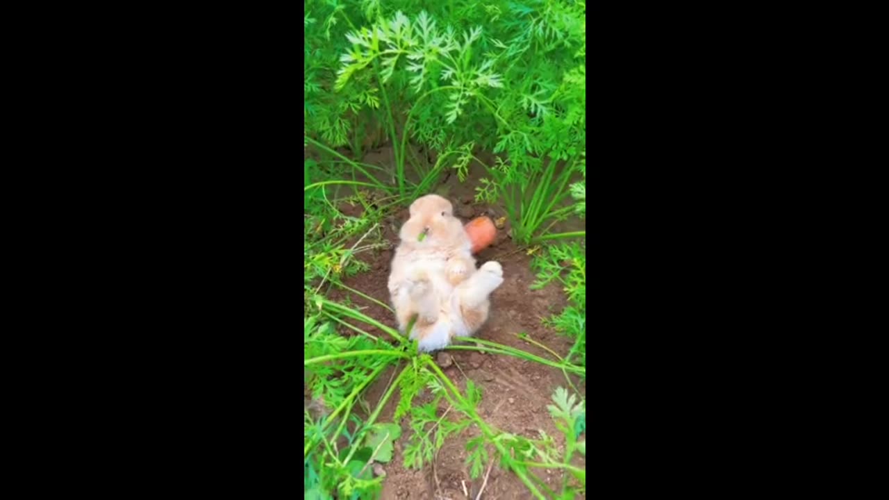 The little bunny is eating carrot leaves, aren't carrots delicious?