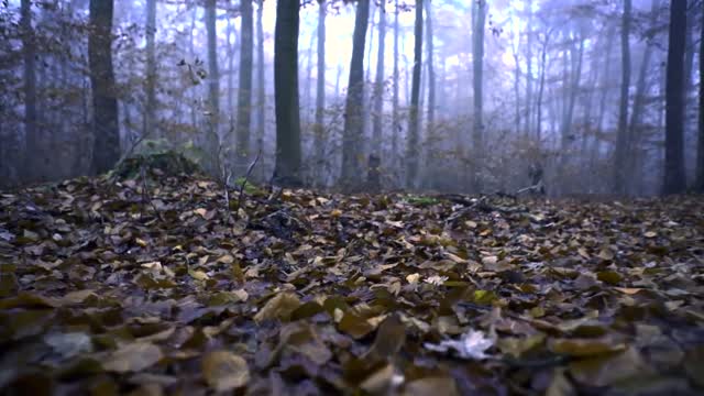 Forest Leaves