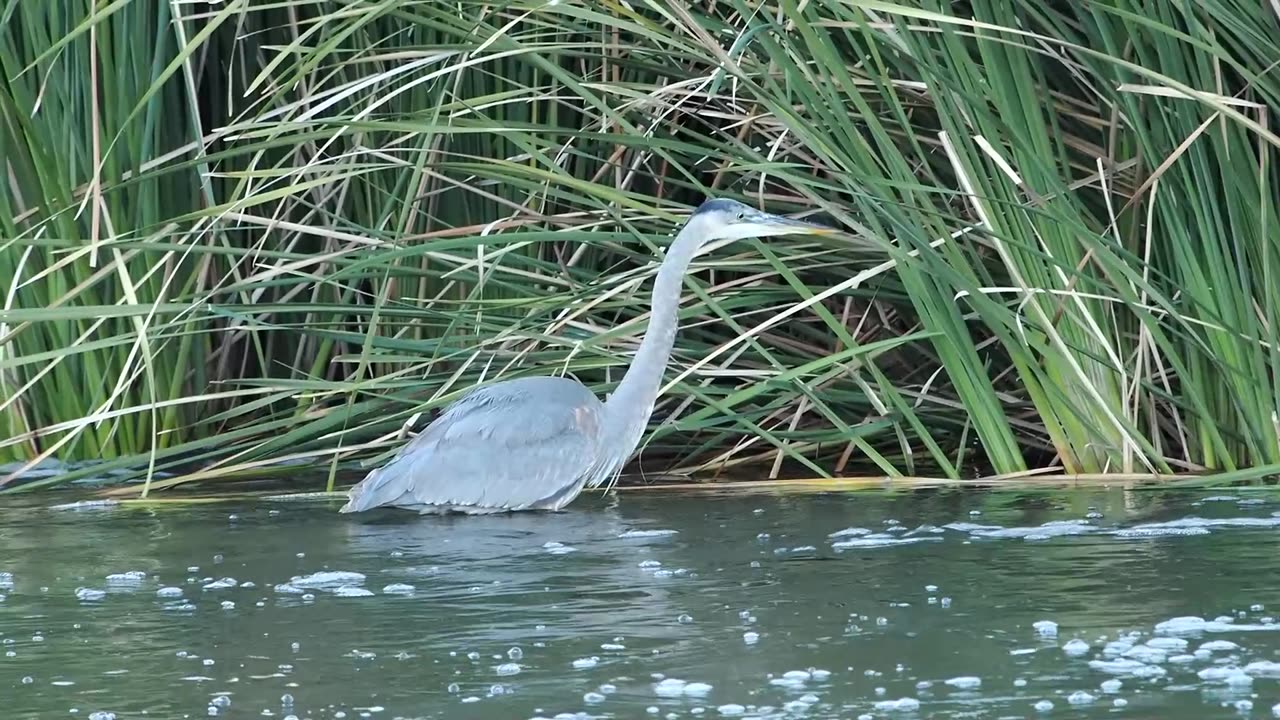 Great Blue Heron