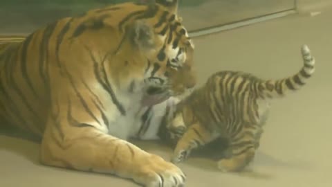 Adorable endangered Amur tiger cub plays with mom at Toronto Zoo