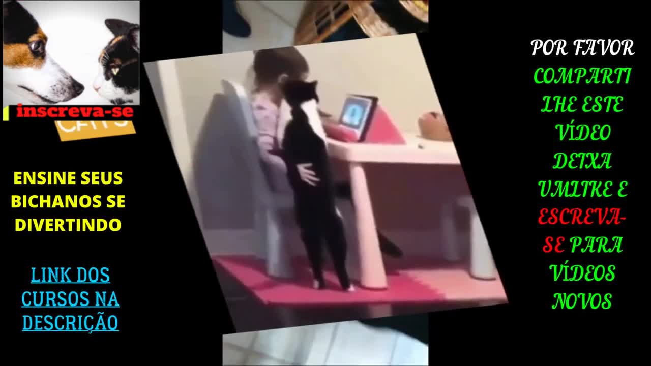 FUN AND FUN DOGS AND CATS VIDEOS Dog Driver and Cat Dancer