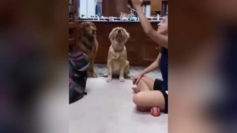 1 Hour Trending Funny Dogs And Cats Videos 😂 Funniest Cats and Dogs 😸🐶 give video description
