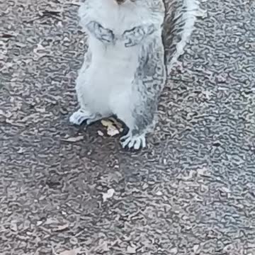 Squirrel kissena park