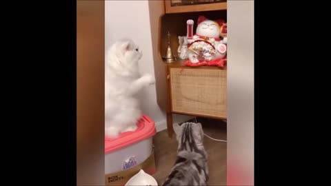funny cats