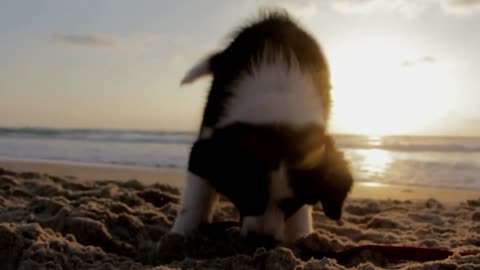 El perro bebe