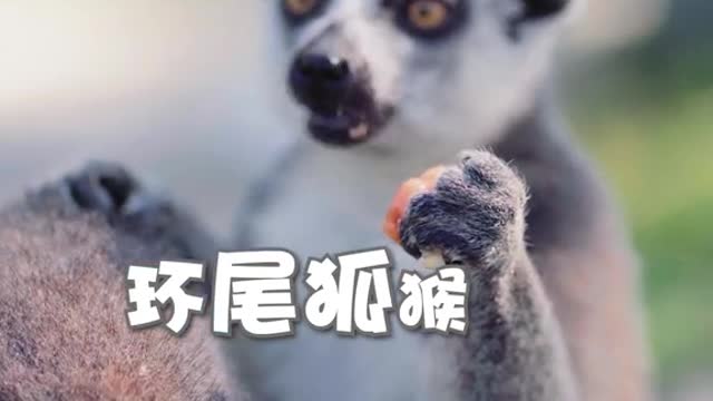 Overeye is a # ring-tailed lemur