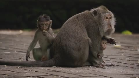 Monkey and it's Cute Babies