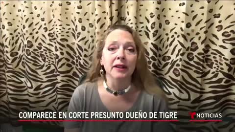 Una estrella de TV ofrece recompensa por el tigre de Houston _ Noticias Telemundo