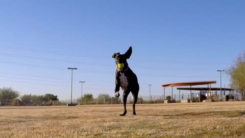 Dog Charges at Camera in Super Slow Motion