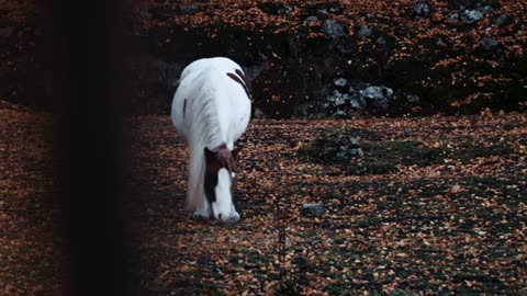 Horse Stock Footage - Horse Free Stock Videos