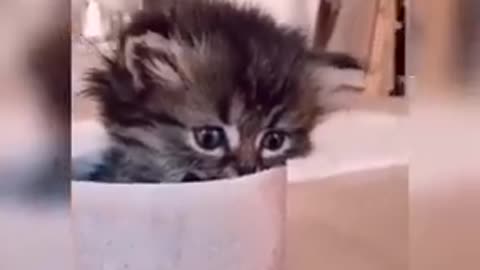Best Of The 2022 Funny Cute Cats Video 😆🤣🐈