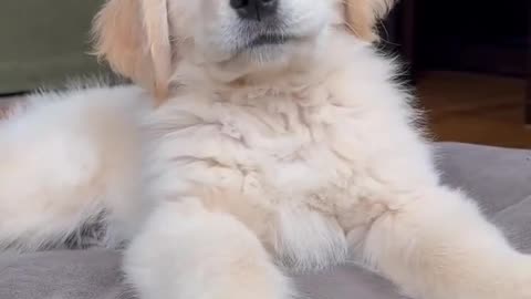 Funny Perfect Puppy