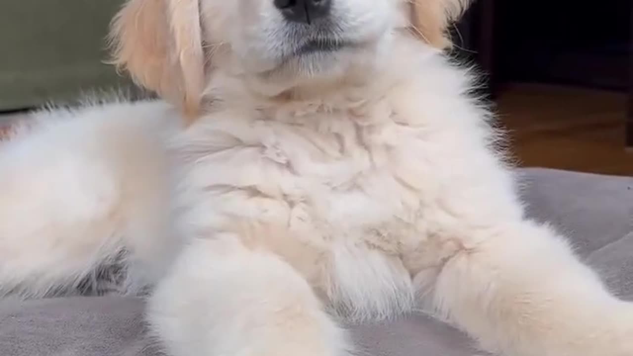 Funny Perfect Puppy