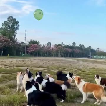 Dogs go crazy on a balloon!