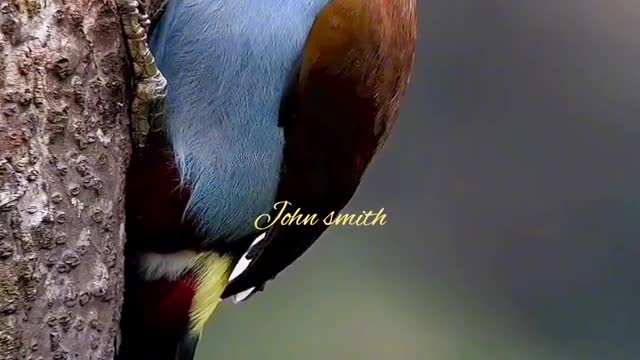 The beautiful black billed toucan in Colombia