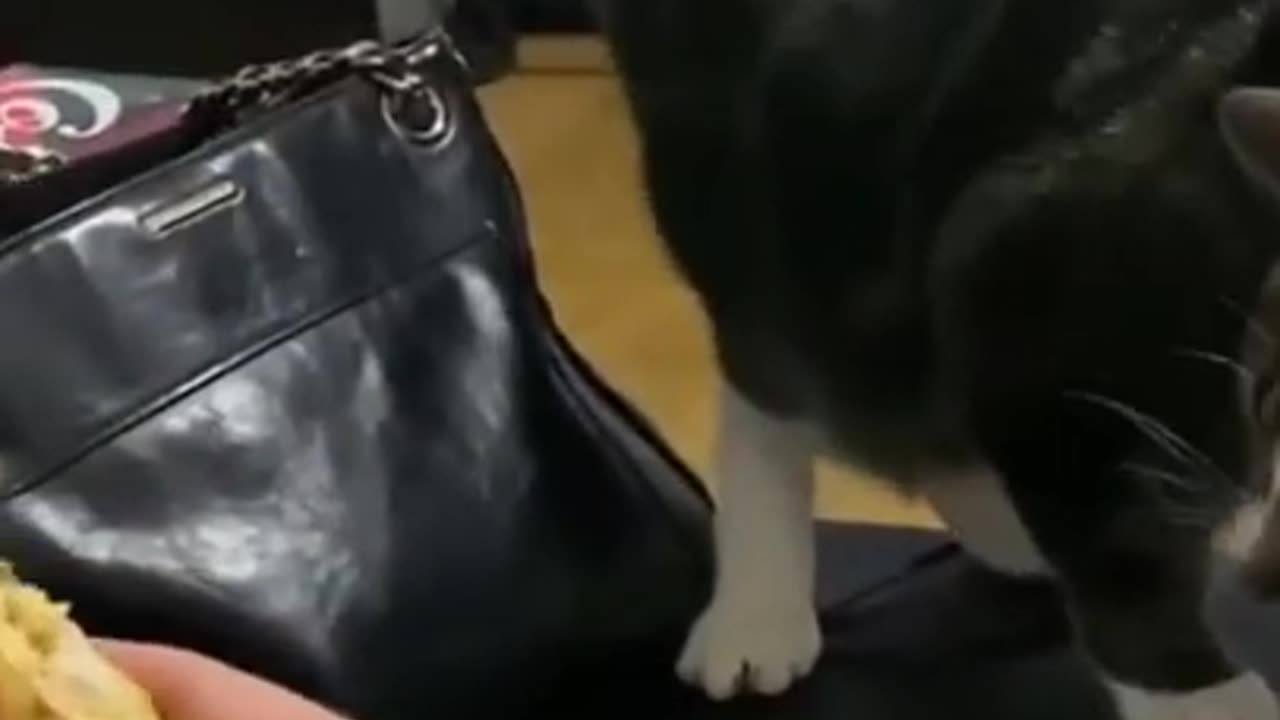 Try Not To Laugh Cats Cute Reactions - Funny Cat Videos #95