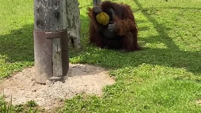 orangutans